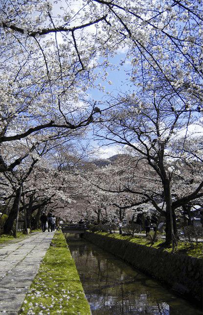 怎么样在ps中将樱花风图片转为梦幻效果?