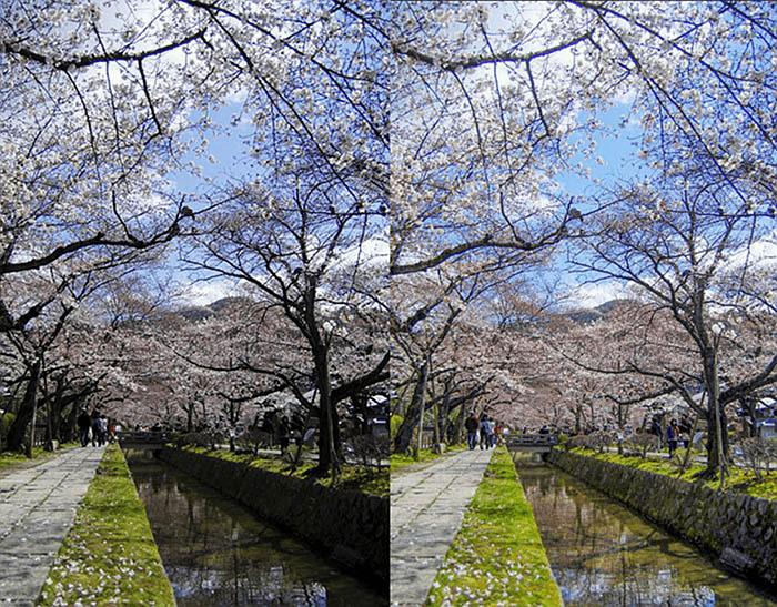 怎么样在ps中将樱花风图片转为梦幻效果?