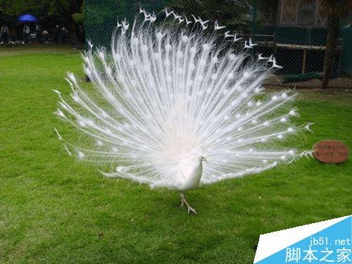 在PPT中添加音乐音频的教程