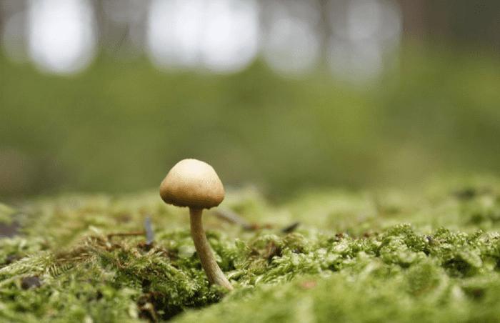 怎么样在PS中合成长着翅膀坐在蘑菇上的可爱天使?