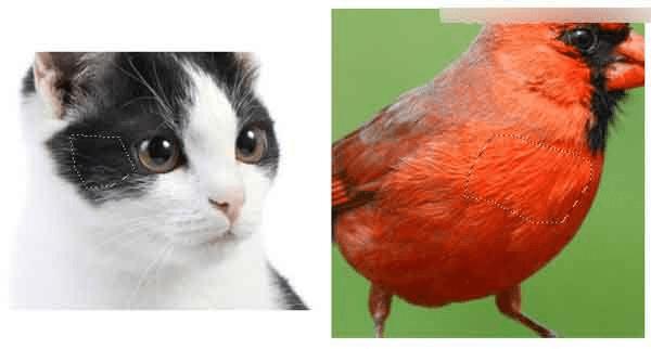 ��Photoshop�л��Ƴ�����ĺ�ɫ�ɰ��İ��ķ�ŭС��İ취