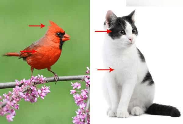 ��Photoshop�л��Ƴ�����ĺ�ɫ�ɰ��İ��ķ�ŭС��İ취