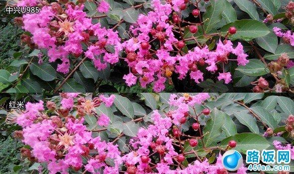 中兴U985与红米手机微距离拍照样张对比照
