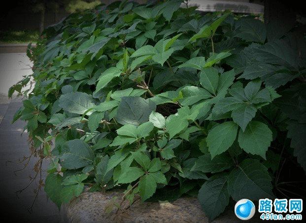 三星Galaxy S4 Zoom拍照样张欣赏