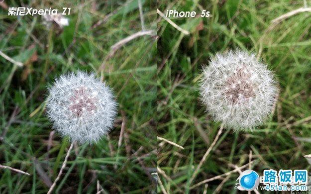 Xperia Z1与iPhone 5S极限微距拍照样张对比