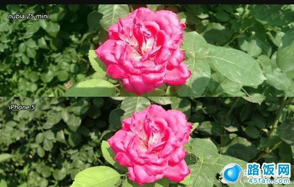 Ŭ����Z5 Mini��iPhone5����ɫ�ʶ�ϸ�ڶԱ�