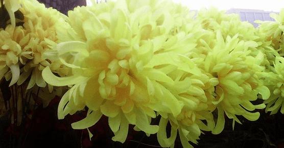 Ŧ��K1С��è�ֻ�������������