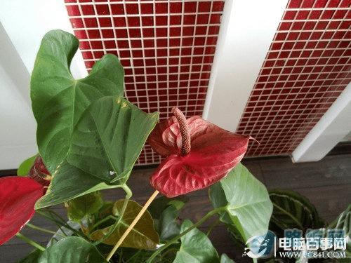 OPPO R809T怎么样 超薄四核OPPO R809T深度评测