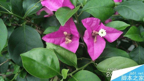 努比亚nubia Z9手机拍照怎么样?