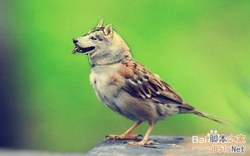 ps合成哈士奇头麻雀身的操作教程