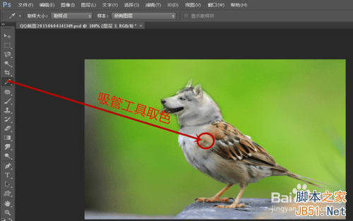 ps合成哈士奇头麻雀身的操作教程