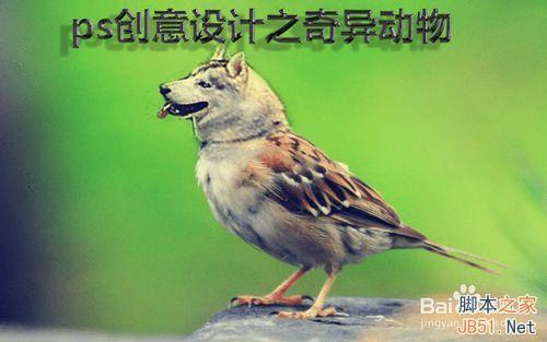 ps合成哈士奇头麻雀身的操作教程