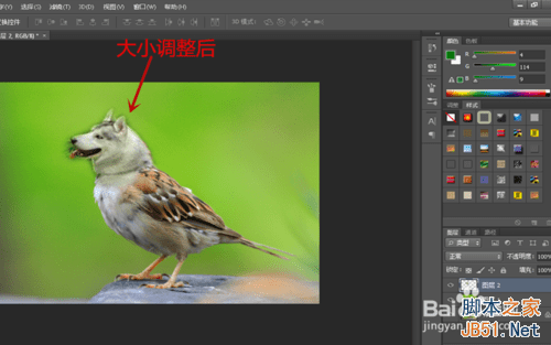 ps合成哈士奇头麻雀身的操作教程