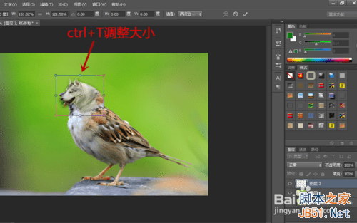 ps合成哈士奇头麻雀身的操作教程