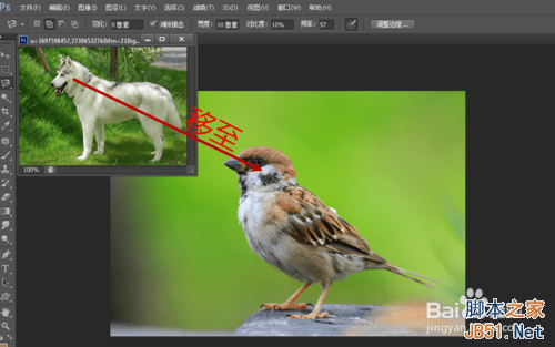 ps合成哈士奇头麻雀身的操作教程
