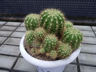 金立E8手机怎么样?号称手机中的显微镜