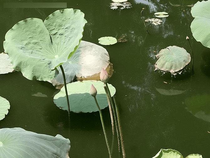 金立E8手机怎么样?号称手机中的显微镜