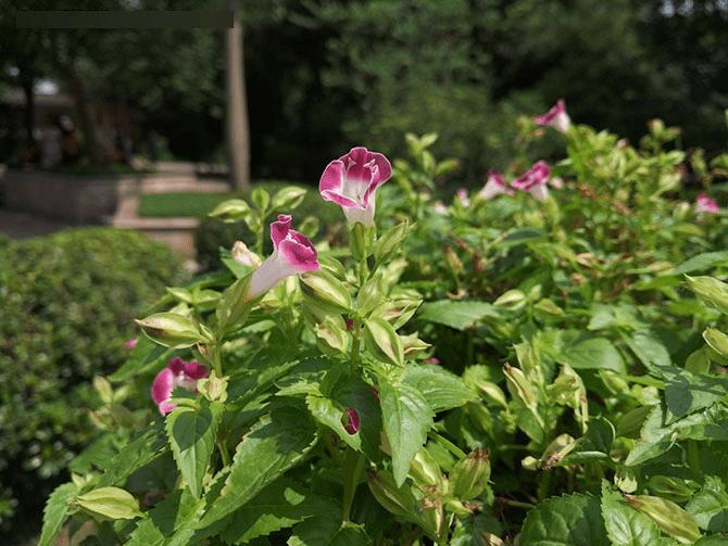 金立E8手机怎么样?号称手机中的显微镜