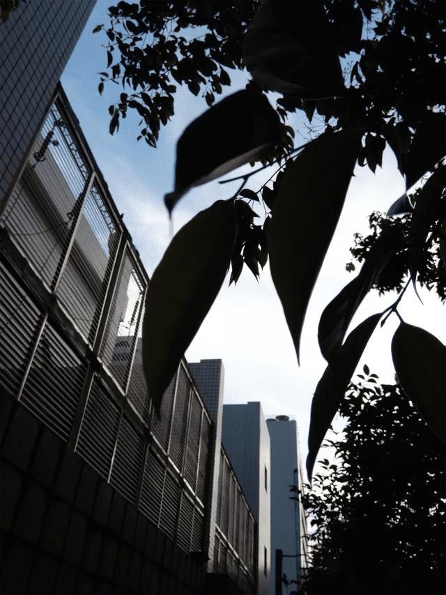 荣耀X2平板手机如何拍出好照片?荣耀X2手机拍照分享