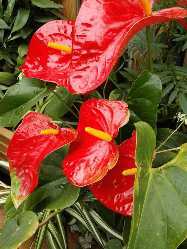 荣耀X2平板手机如何拍出好照片?荣耀X2手机拍照分享