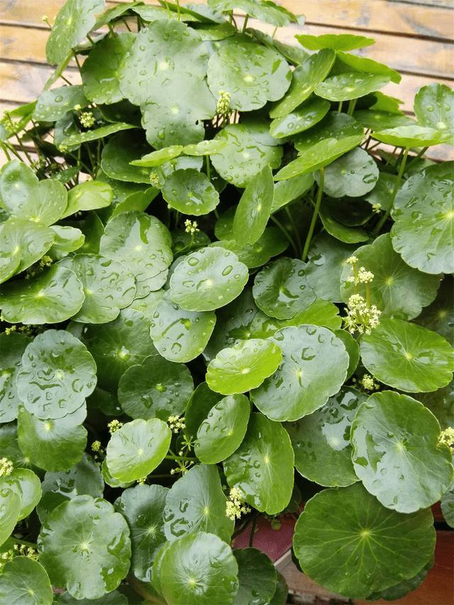 荣耀X2平板手机如何拍出好照片?荣耀X2手机拍照分享