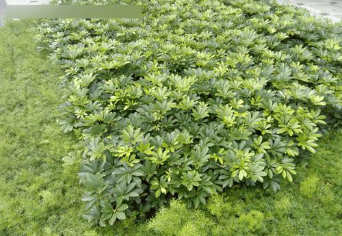 TCL onoֻô599ԪTCL onoֻ