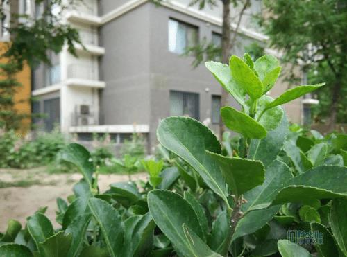 魅蓝note2好红米note配置对比 哪款手机配置更好?