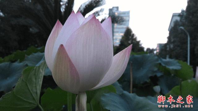 号称“性能怪兽”的华硕ZenFone 2手机怎么样?