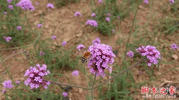金立M5手机拍照效果怎么样?