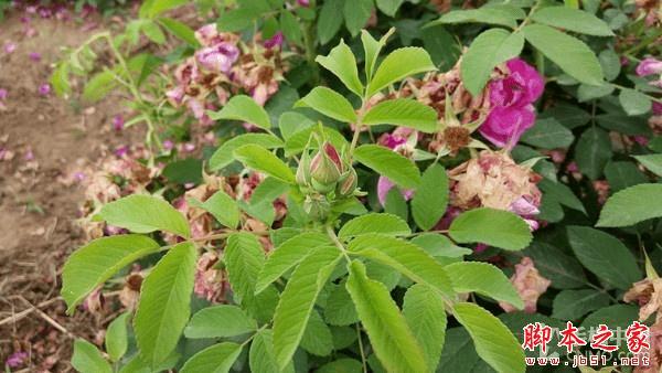 金立M5手机拍照效果怎么样?