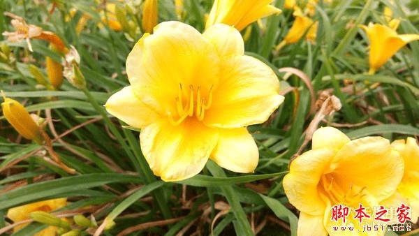 金立M5手机拍照效果怎么样?