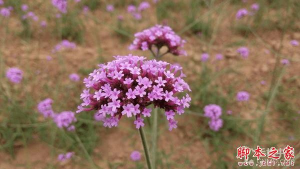 金立M5手机拍照效果怎么样?