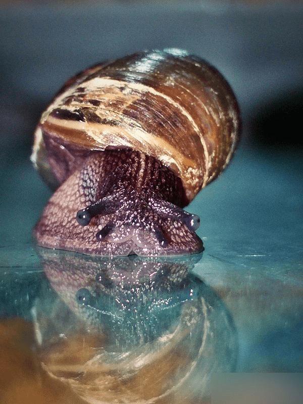 OPPO R7的超级微距怎么用?