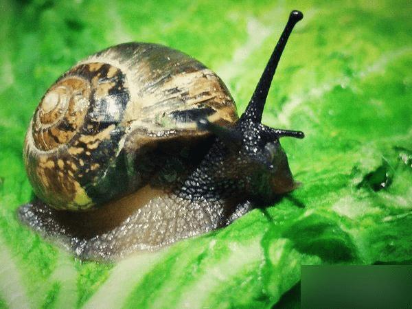 OPPO R7的超级微距怎么用?