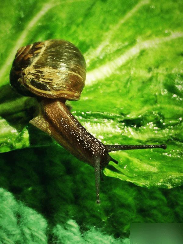 OPPO R7的超级微距怎么用?