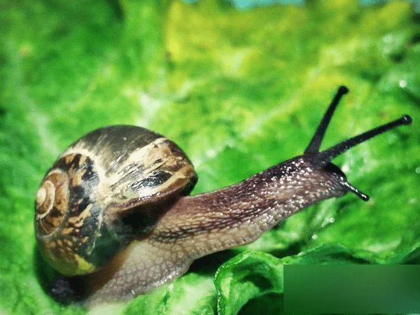 OPPO R7的超级微距怎么用?