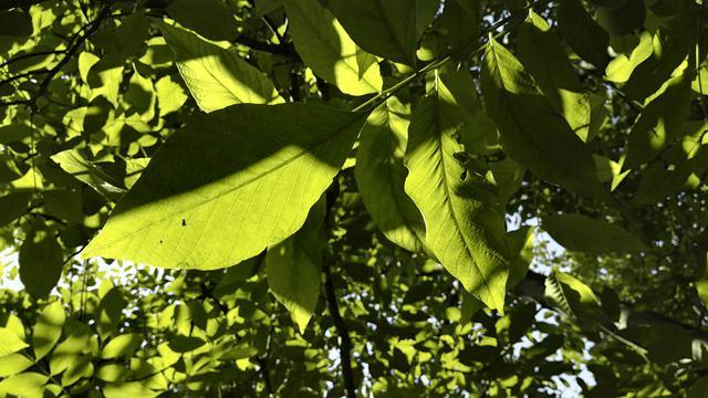 如何选择荣耀7及魅族X5的高清评图?