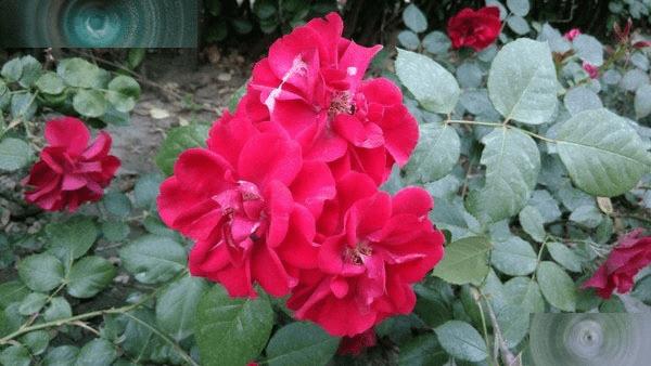 如何用眼纹识别全网4G?