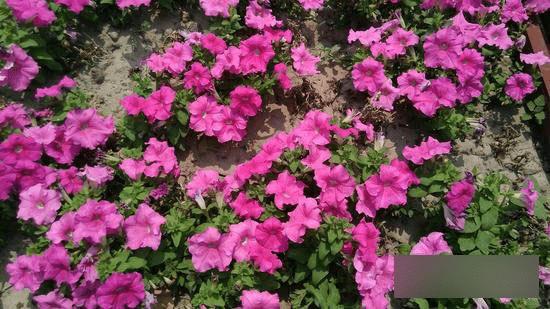 TCLôô3SòãTCLôô3S⣿