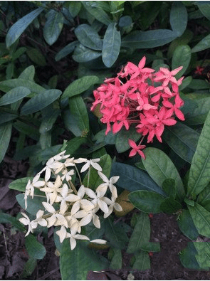 ֻxperia z3+iphone6plusĸȽϺã