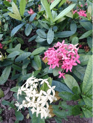 ֻxperia z3+iphone6plusĸȽϺã