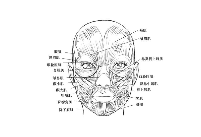 使用SAL画好人脸的技巧