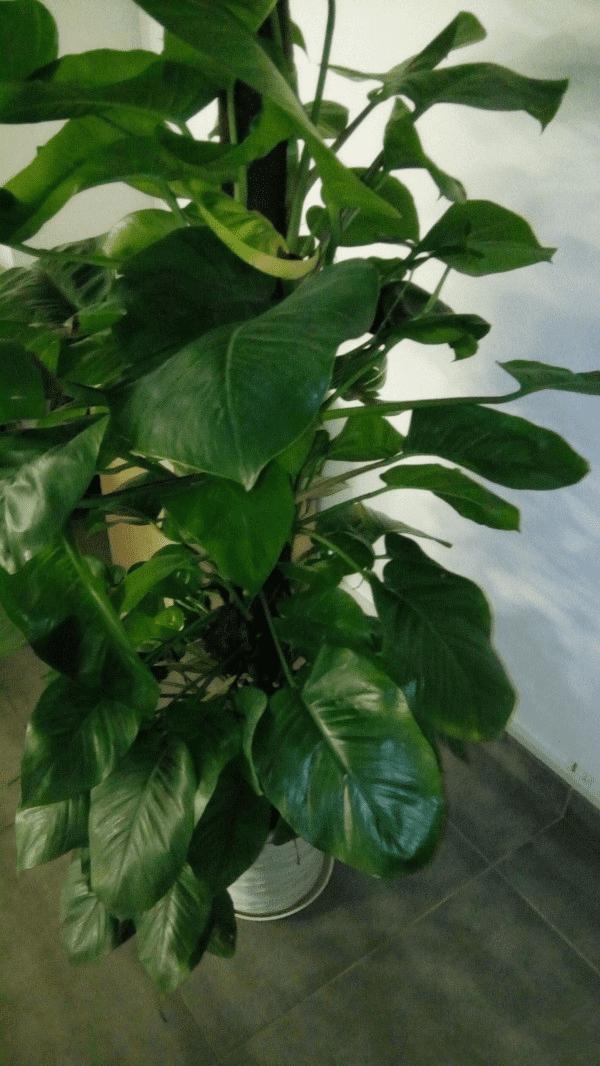 飞利浦S396手机性能的详细的图文解说