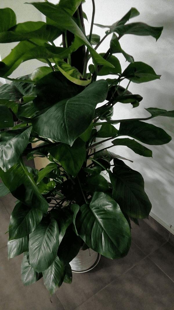 飞利浦S396手机性能的详细的图文解说