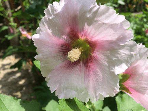 中兴AXON手机的拍照性能的详细介绍