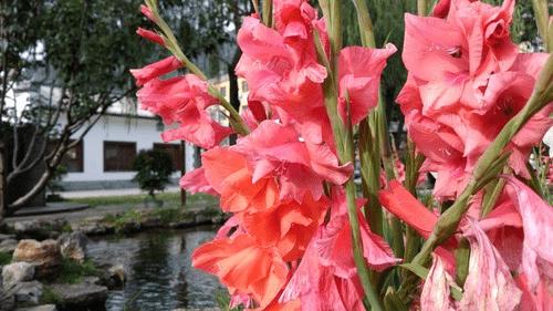 中兴AXON手机的拍照性能的详细介绍