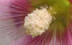 中兴AXON手机的拍照性能的详细介绍