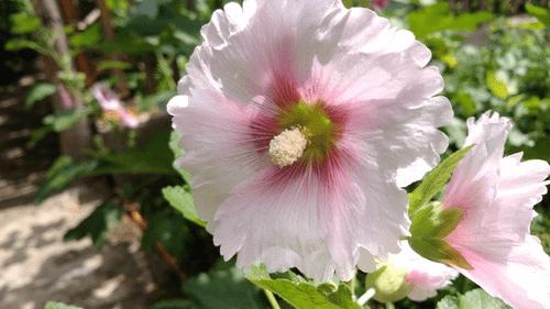 中兴AXON手机的拍照性能的详细介绍