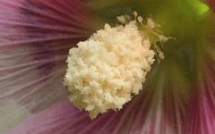 中兴AXON手机的拍照性能的详细介绍