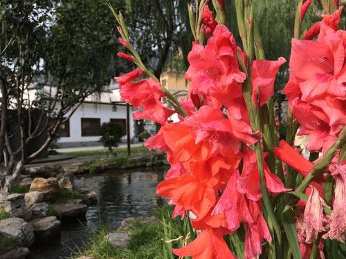 中兴AXON手机的拍照性能的详细介绍